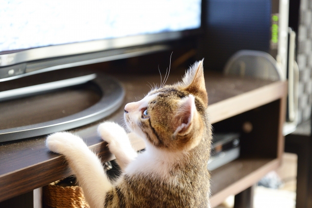 テレビの往生際が悪すぎる(^^;)